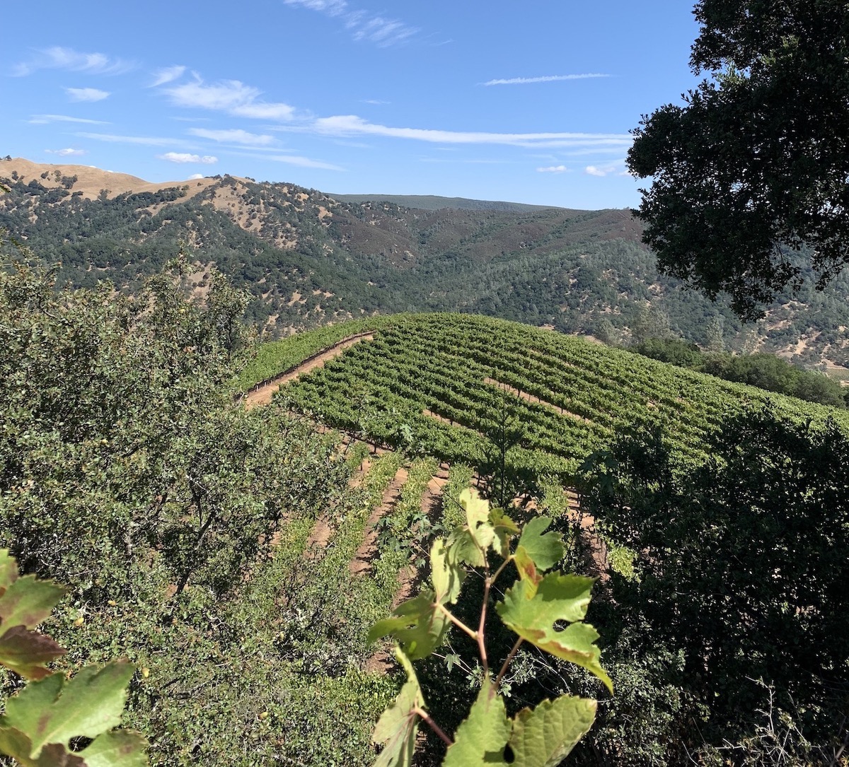 The rolling landscape of Green & Red Vineyard, Napa Valley.