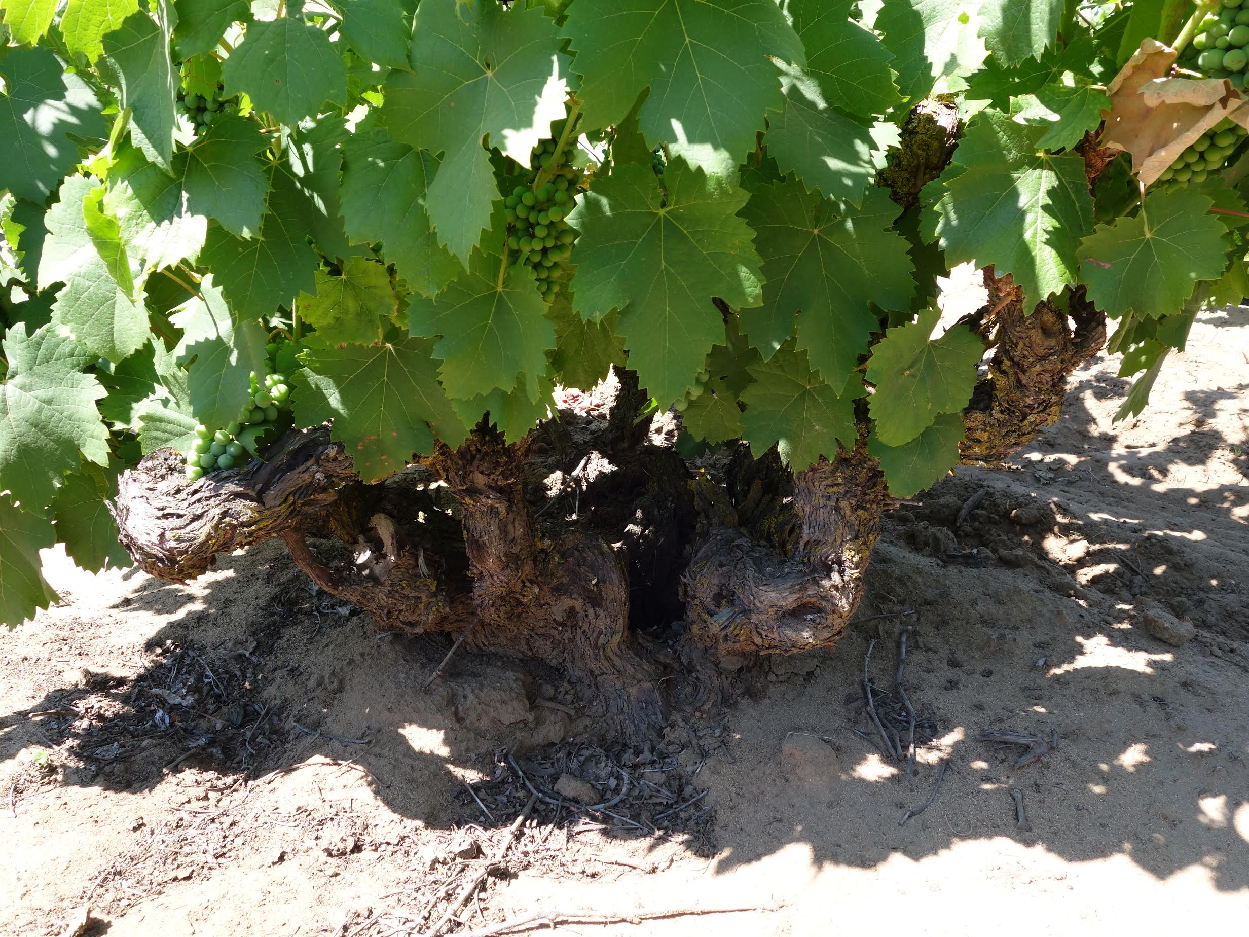 An old vine in the Delhi sands at Oakley Road Vineyard, Contra Costa County.