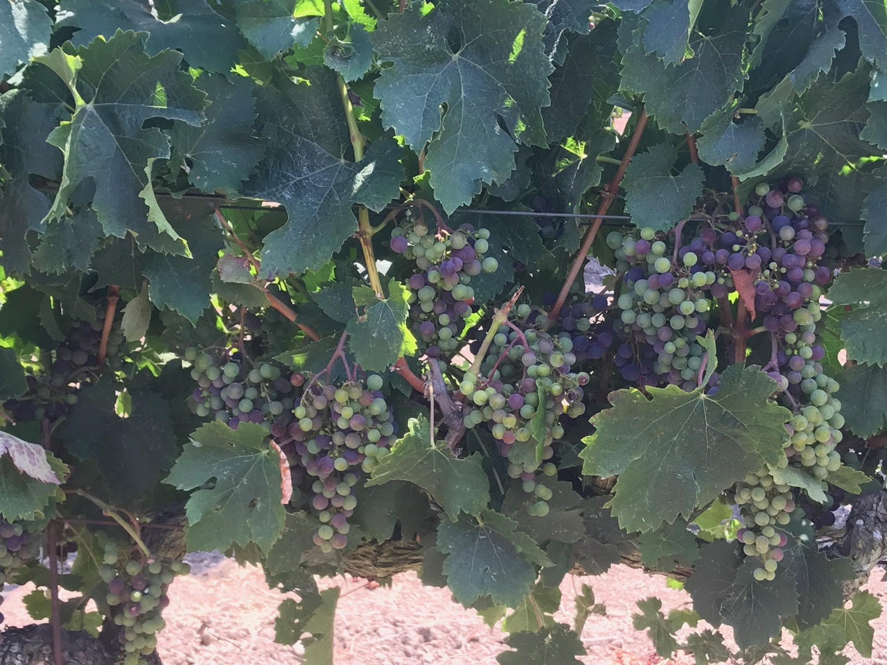 Merlot going through veraison at Sangiacomo Vineyard, Sonoma Valley.