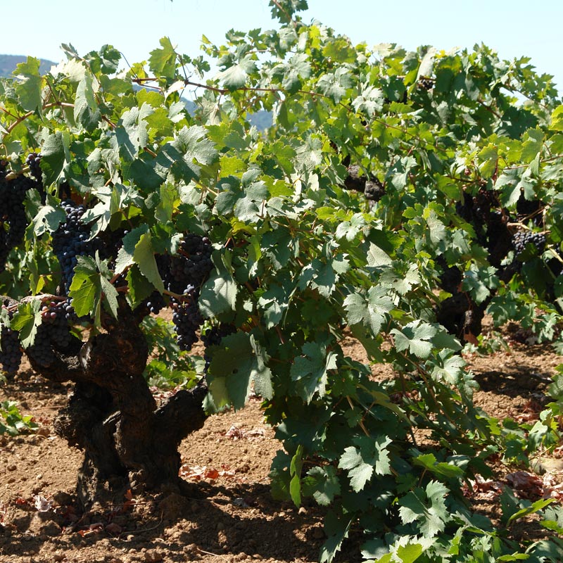 An old vine at Teldeschi Vineyard, Dry Creek Valley.